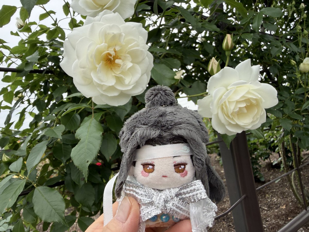 ryusei49689897's tweet photo. 藍湛、バラ綺麗だなぁ
魏嬰…（お前のほうが綺麗） https://t.co/SLhx4lFrvL