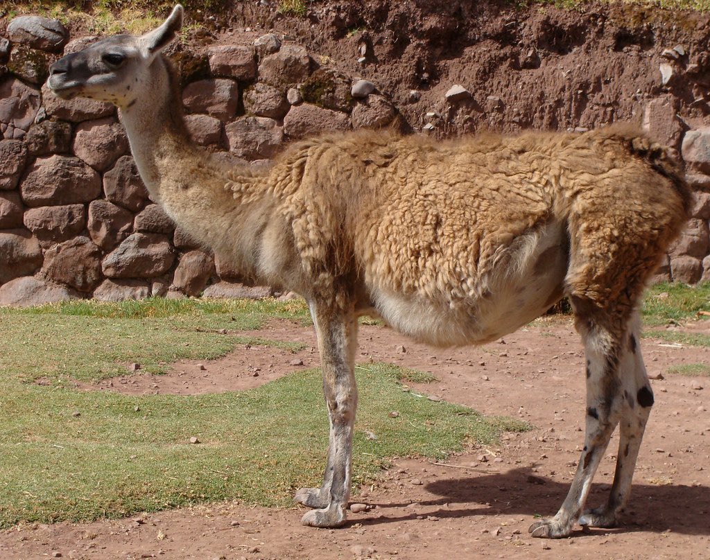 llama tweet media