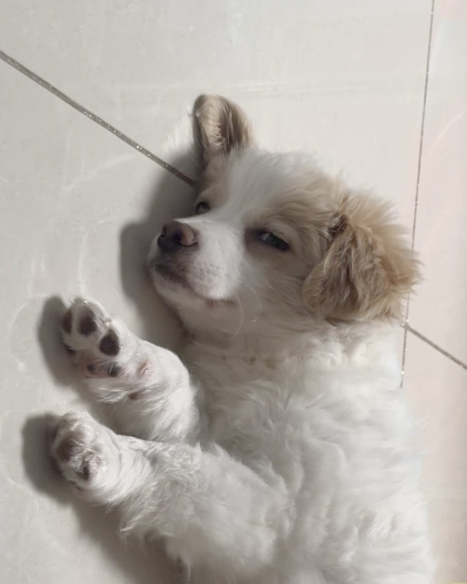 휘핑이 tweet media