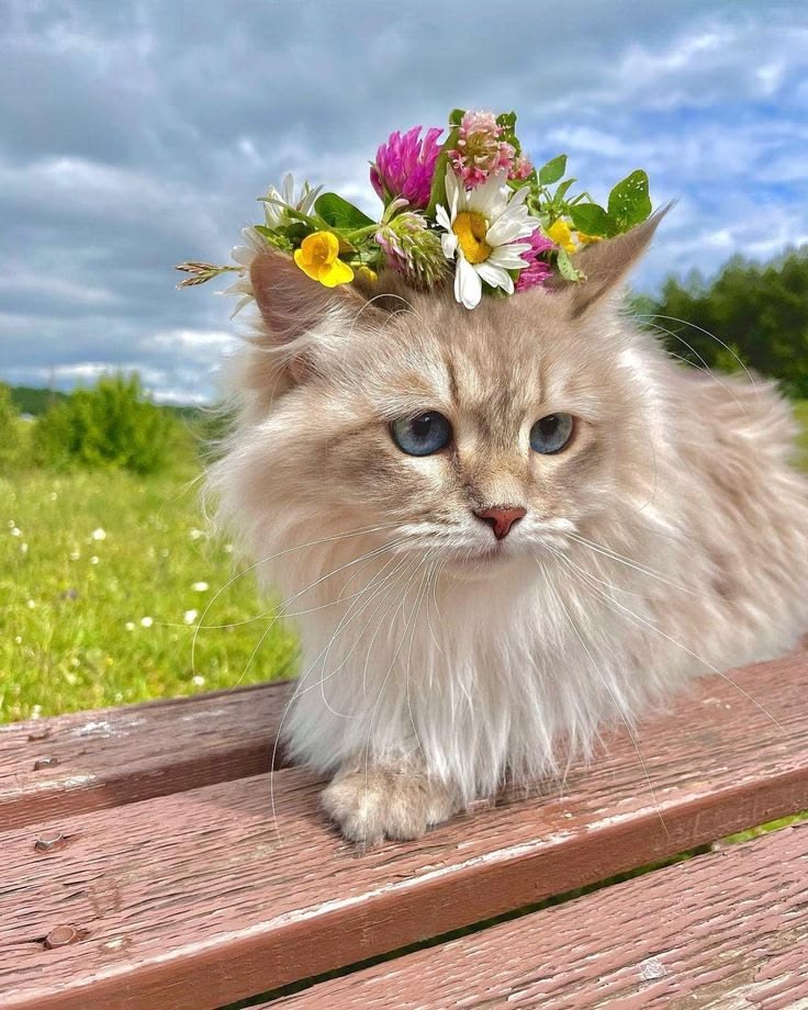 CATIZEN tweet media