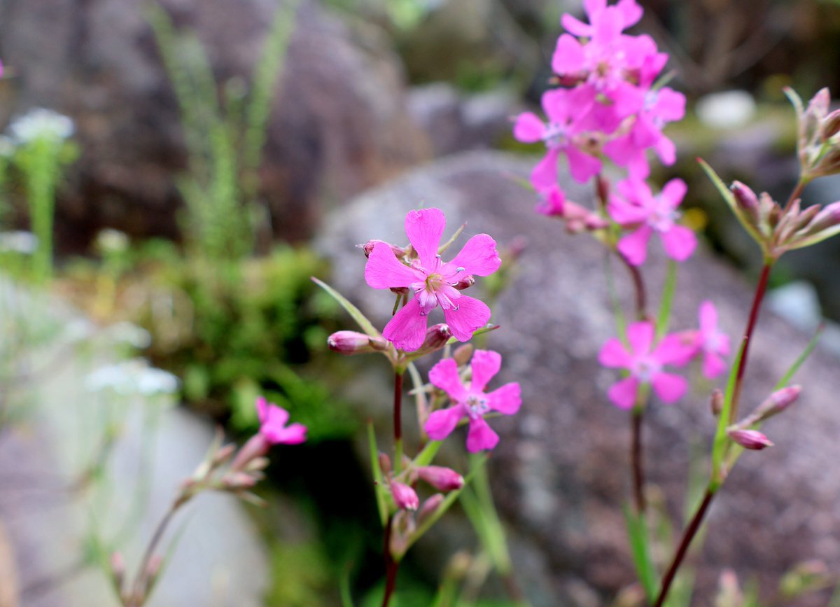 HBGhiroshima's tweet image. ロックガーデンで #ムシトリビランジ が開花中です。
地中海沿岸～シベリア原産の植物で、花茎にネバネバとした粘液を持つのが特徴です。
#広島市植物公園 #Plant #stickycatchfly #Viscariavulgaris #Caryophyllaceae #Flower