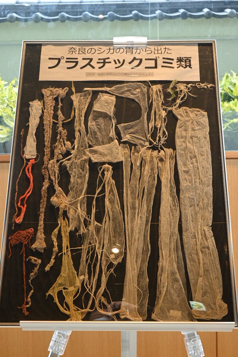 奈良の鹿角Tashi tweet media