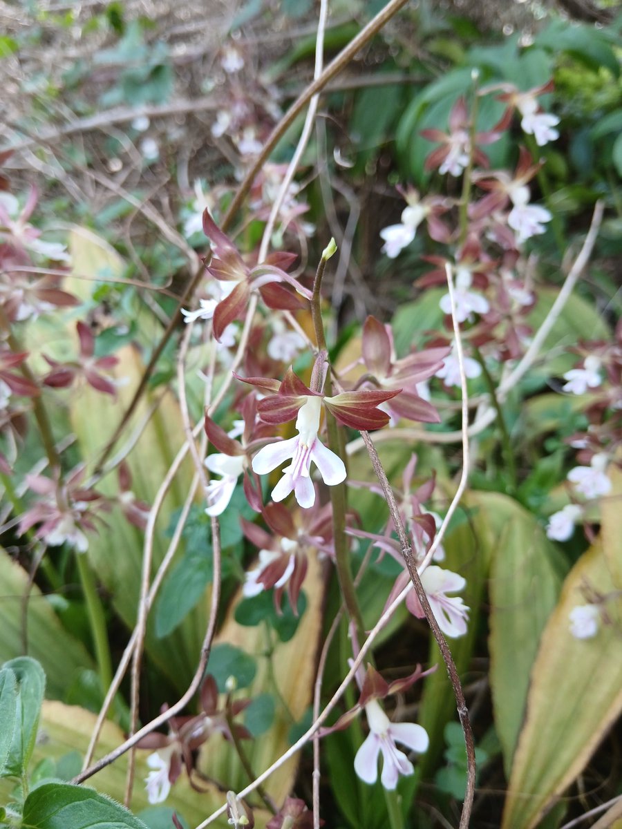 ikuon_Pshashin's tweet image. Calanthe discolor 

#Calanthe #orchid #地海老根