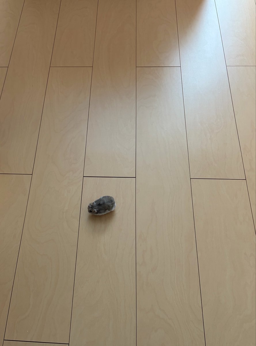 けだまの うんち丸 tweet media