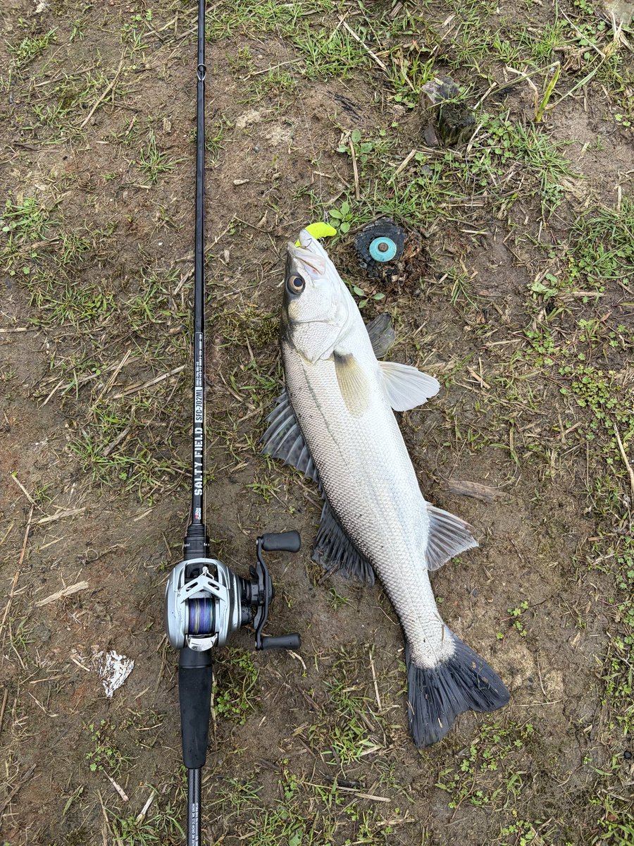 mo_0116's tweet photo. 夜が明けて小規模河川に移動してフィネスタックルでサクッと🎣 https://t.co/vqW4YchDU5