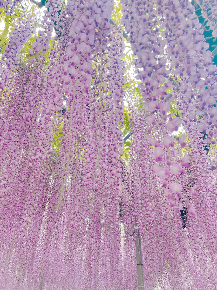 fuichan731's tweet photo. 以前から行きたかった、あしかがフラワーパークに行って来ました。
大きい藤の花は迫力があったし、黄色の藤を初めて見ました。
藤の花以外にも沢山の花が咲いていたし、念願の藤ソフトも食べれました。
春は色々花が咲くので楽しい✨

#あしかがフラワーパーク　#藤ソフト
#藤の花 https://t.co/F47Ccr9lhD