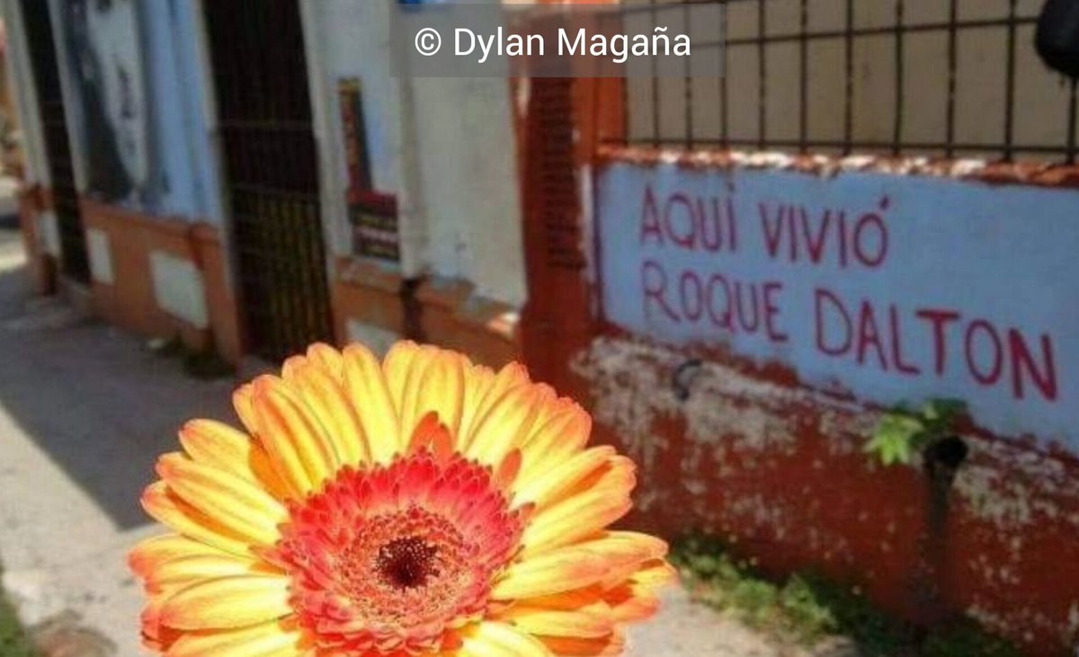 Iniciamos el mes de Mayo dedicado al poeta Roque Dalton. 

No sé si le habrá dolido
el tiro que lo mató,
pero sé que su asesino
matándolo se murió.

No sé dónde lo pusieron
a dormir el desamor.
Hoy debo mirar al cielo
si quiero darle una flor.

Flor para Roque 
- Silvio Rodríguez