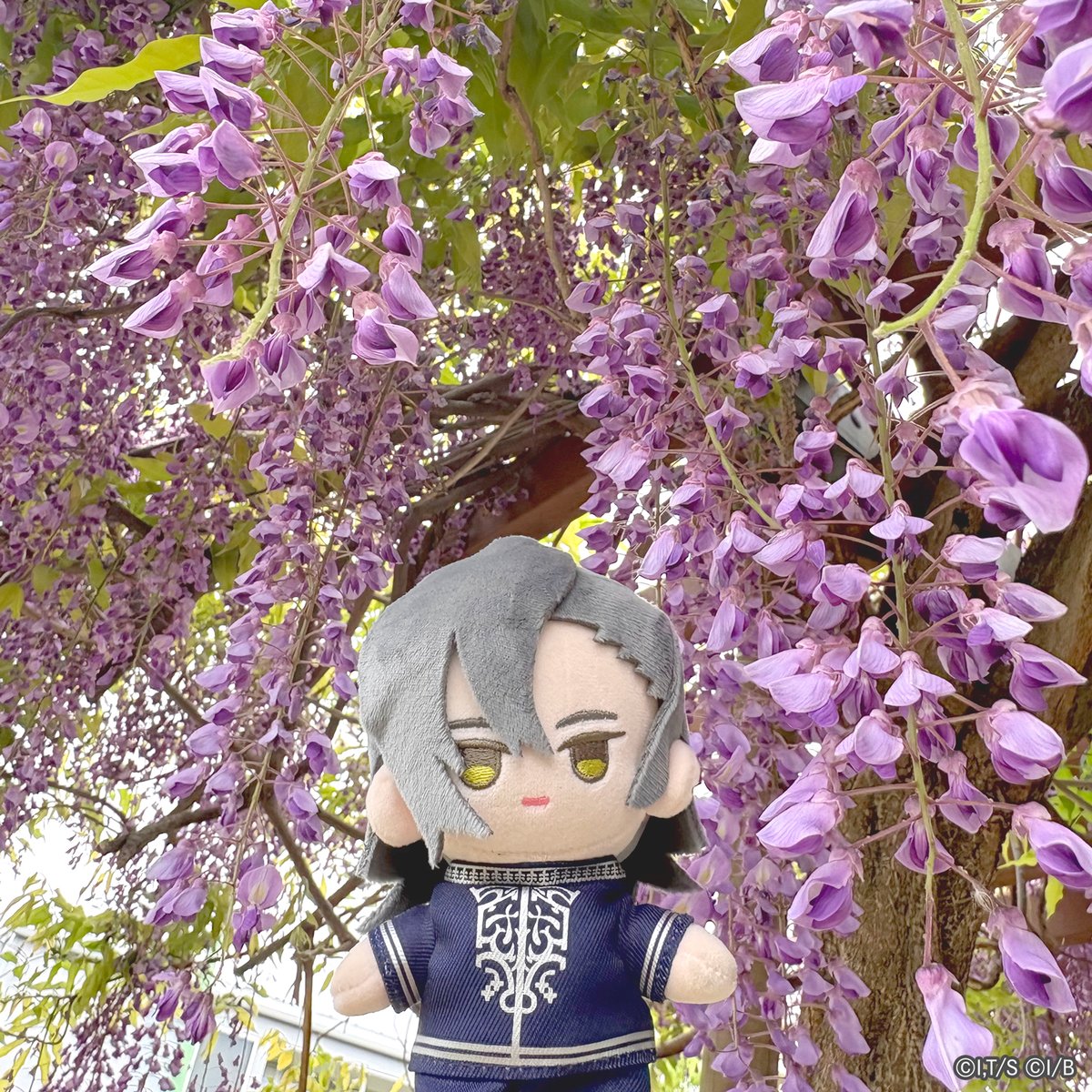 ✨ #JJのGWは金色のきらめき ✨

降り注ぐようなフジの花と一緒に。

#ユニヴェールぬいぐるみ部
#ジャックジャンヌ