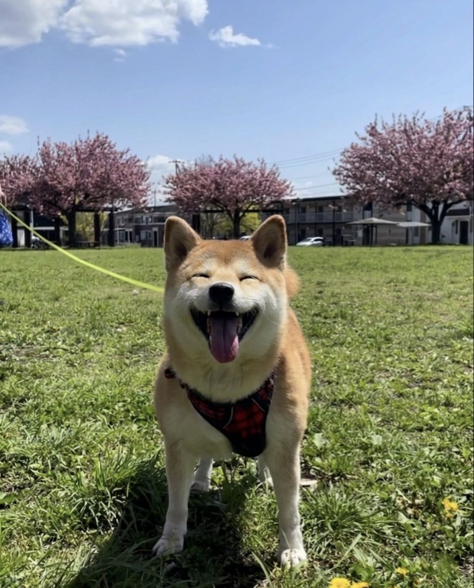 柴犬·͜·♡もも tweet media