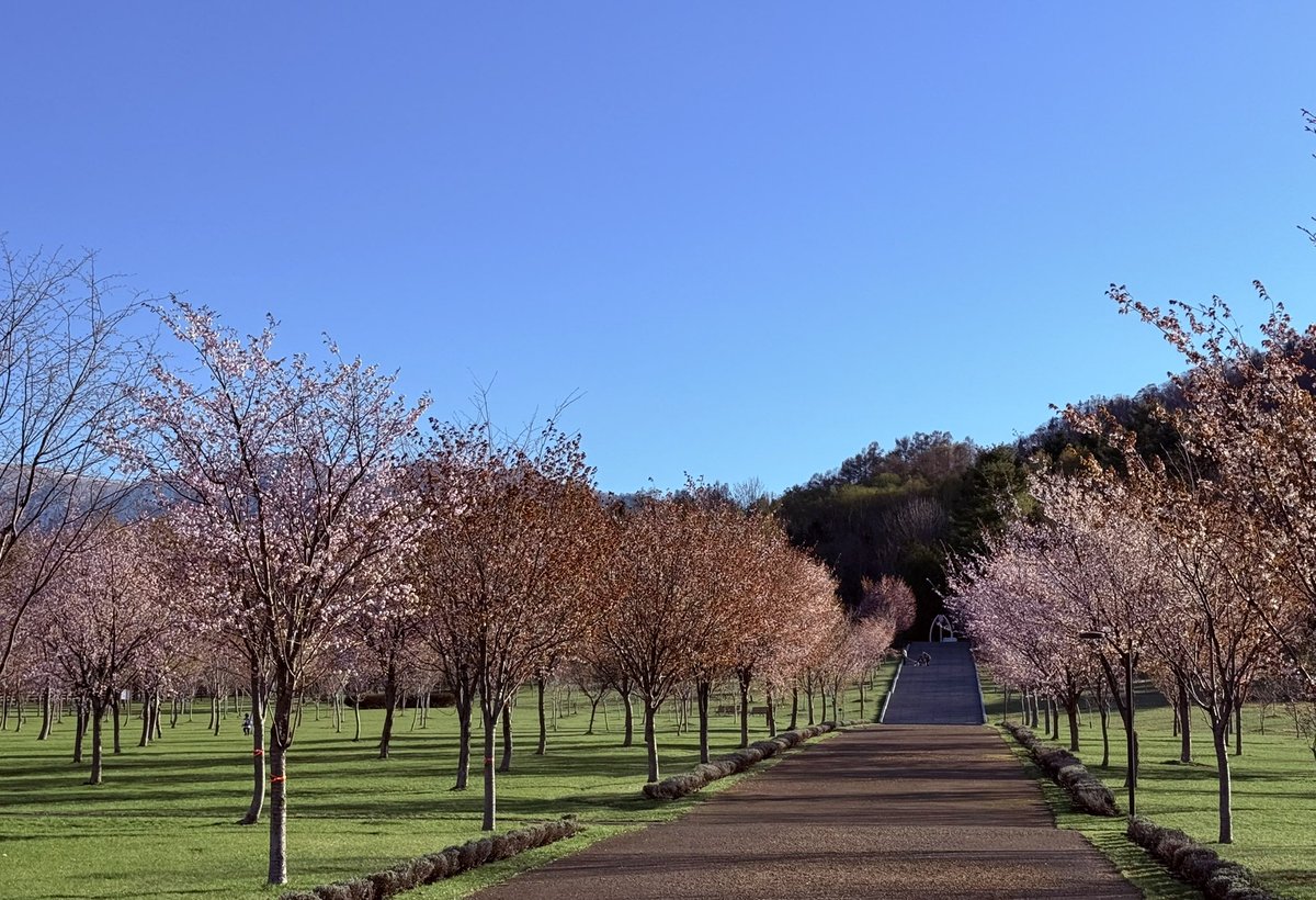 北海道は開花が最速
まだ間に合うねー🌸