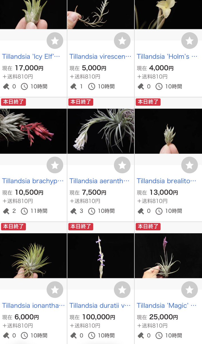 取り引き終了！お庭にいかがですか？¥10000 Adidas ZX 10,000-C Game OVERKILL G26252 10000C | eBay