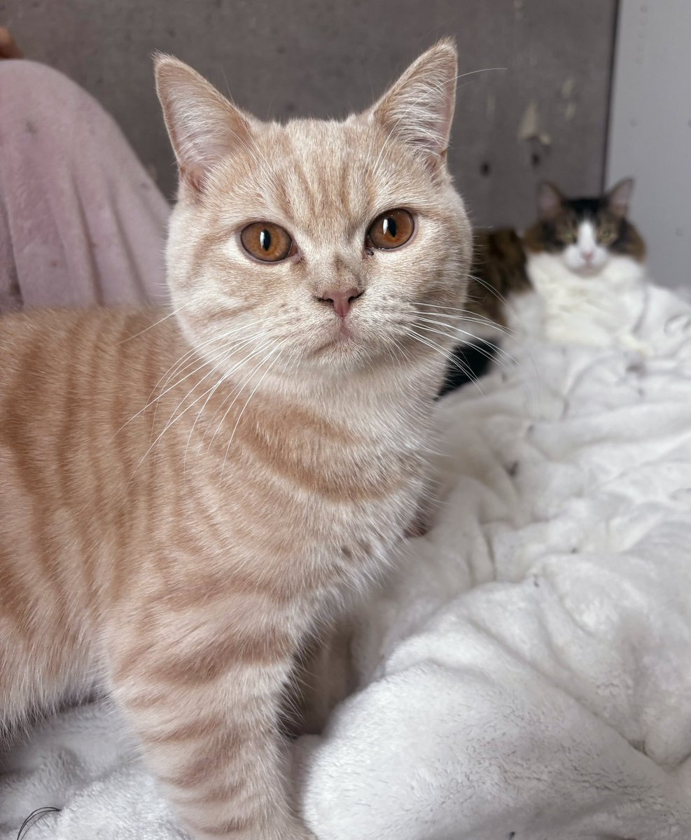 しろねこ tweet media