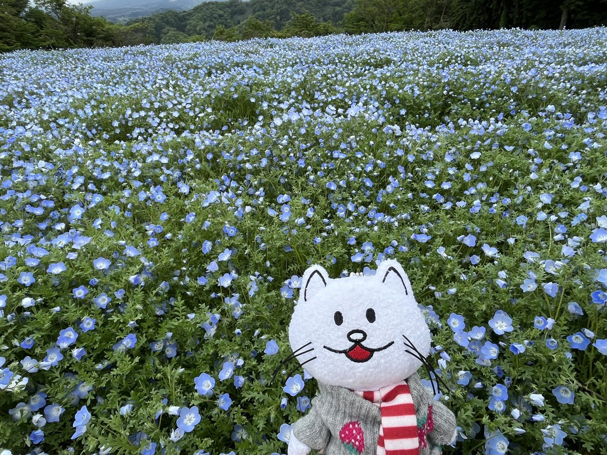 mayukoishere's tweet photo. ネモフィラ〜 https://t.co/c0CMMhiqLP