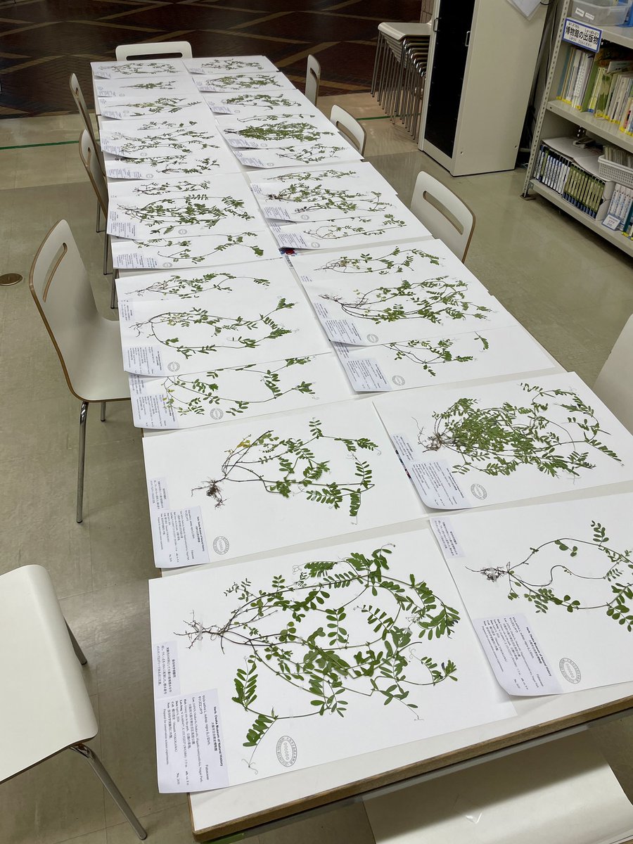 yokogawa12's tweet photo. 保存科学の実験用にヤハズエンドウ（カラスノエンドウ）の重複標本28点作りました！1点は標本室に配架し、残りは「水濡れ・薬剤散布・虫のエサ、煮るなり焼くなり好きにしてください！」と言いながら保存科学担当の学芸員に渡します。標本を守るための良い成果に繋がりますように。 #学芸員のおしごと https://t.co/0WrVP9VbbJ