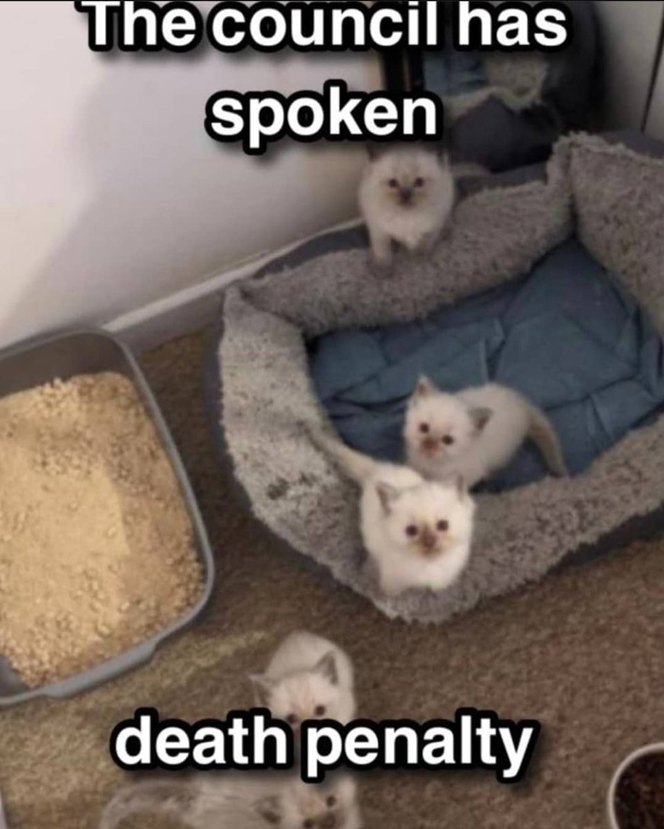 Punch Cat tweet media