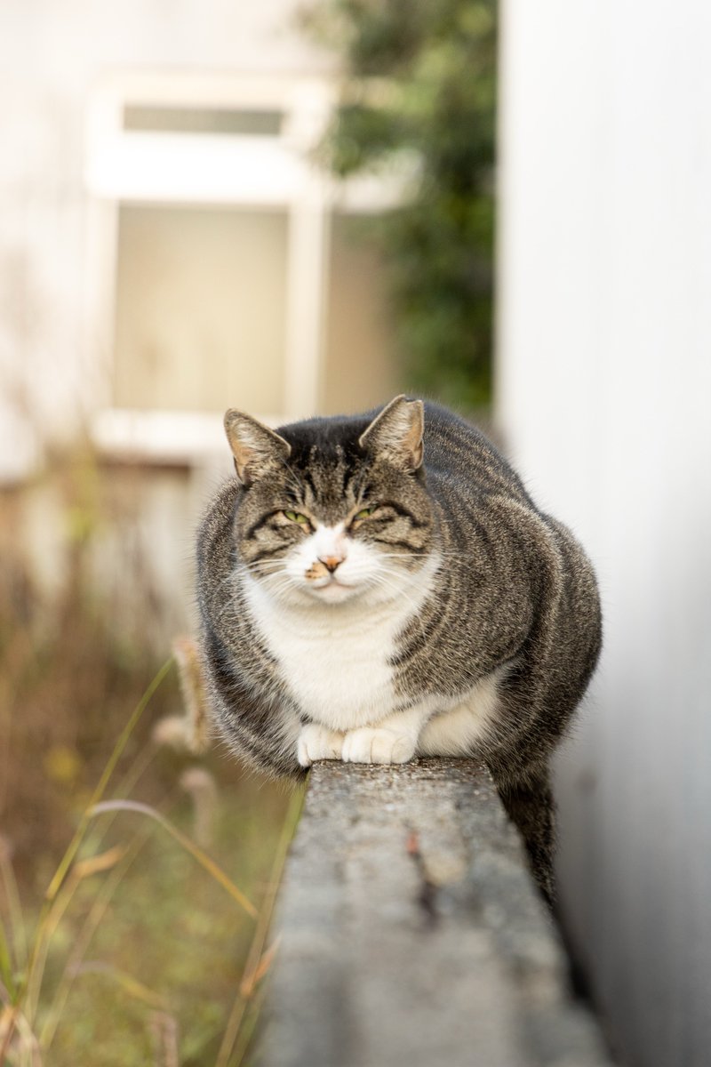 pnncmr's tweet image. ボス猫の風格 #photo 
#カメラ好きな人と繋がりたい 
#写真好きな人と繋がりたい