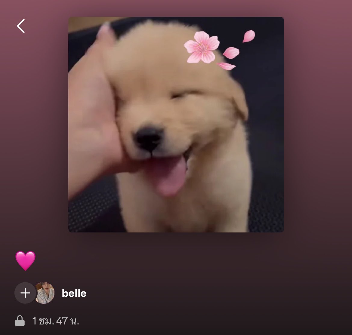 belle tweet media