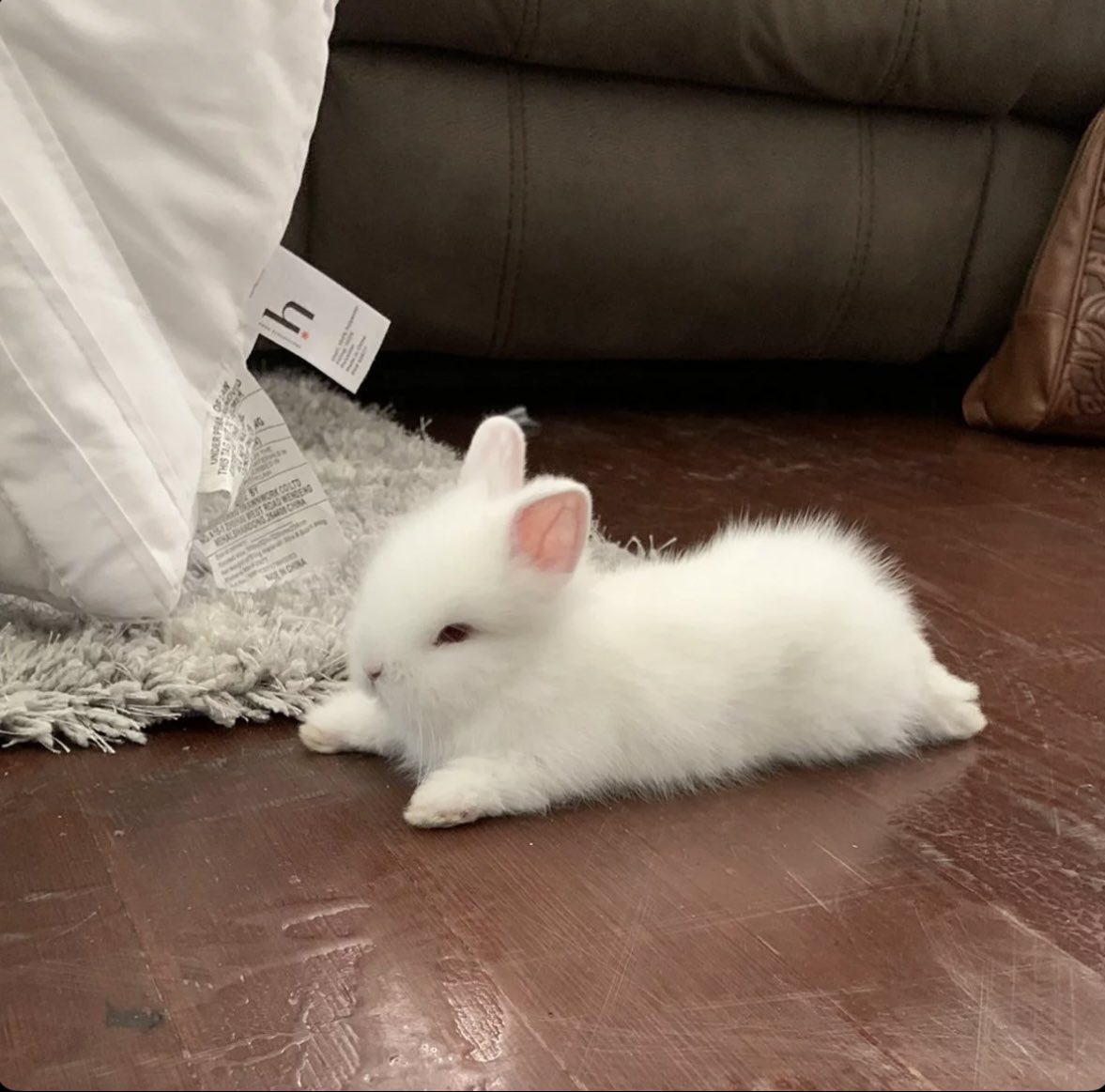 ◡̈ Vote Towa tweet media
