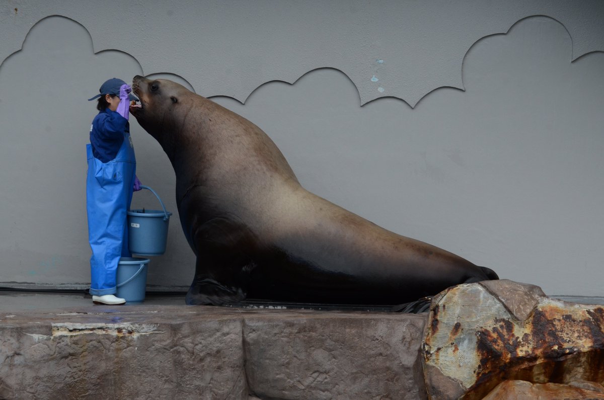 新潟市水族館マリンピア日本海PR【公式】 tweet media