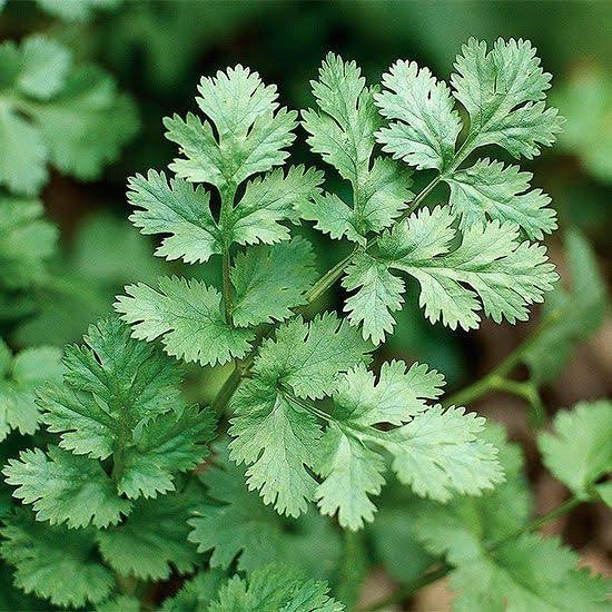 Ab9ebIn's tweet image. (Dear #xadmins or #communitynoters this post is #satire #humor #sarcasm #parody ... I'm not being #inauthentic.)
President #Trump declares "coriander" is now called "cilantro."