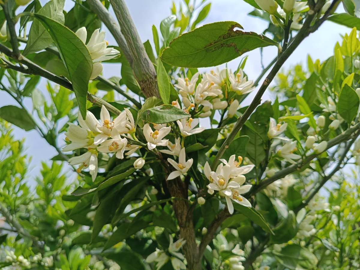 裏のみかんの木の花が咲きはじめた！近くに寄るとね、花の良い香りがするんだ。花の子房の部分が実になるので、たくさん咲くとテンションが上がる〜