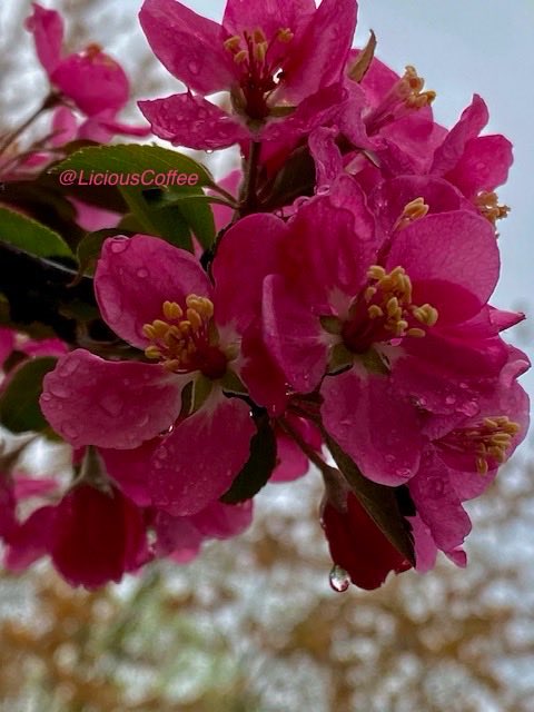 LiciousCoffee's tweet image. It’s #Saturday &amp;amp; the #Tradition continues until FOREVER

❤️It’s All #AnitaBaker 2️⃣day

🆎the🎁that keeps on🤲🏽
W/gratitude/thanks🌺🌸given—show support—Nature creativity is infinite

A Muse +🌳+Nature+Inspiration+Imagination=💝

😘My🌳interpretations For #AnitaBakerSaturdays 👸🏽🙌🏾