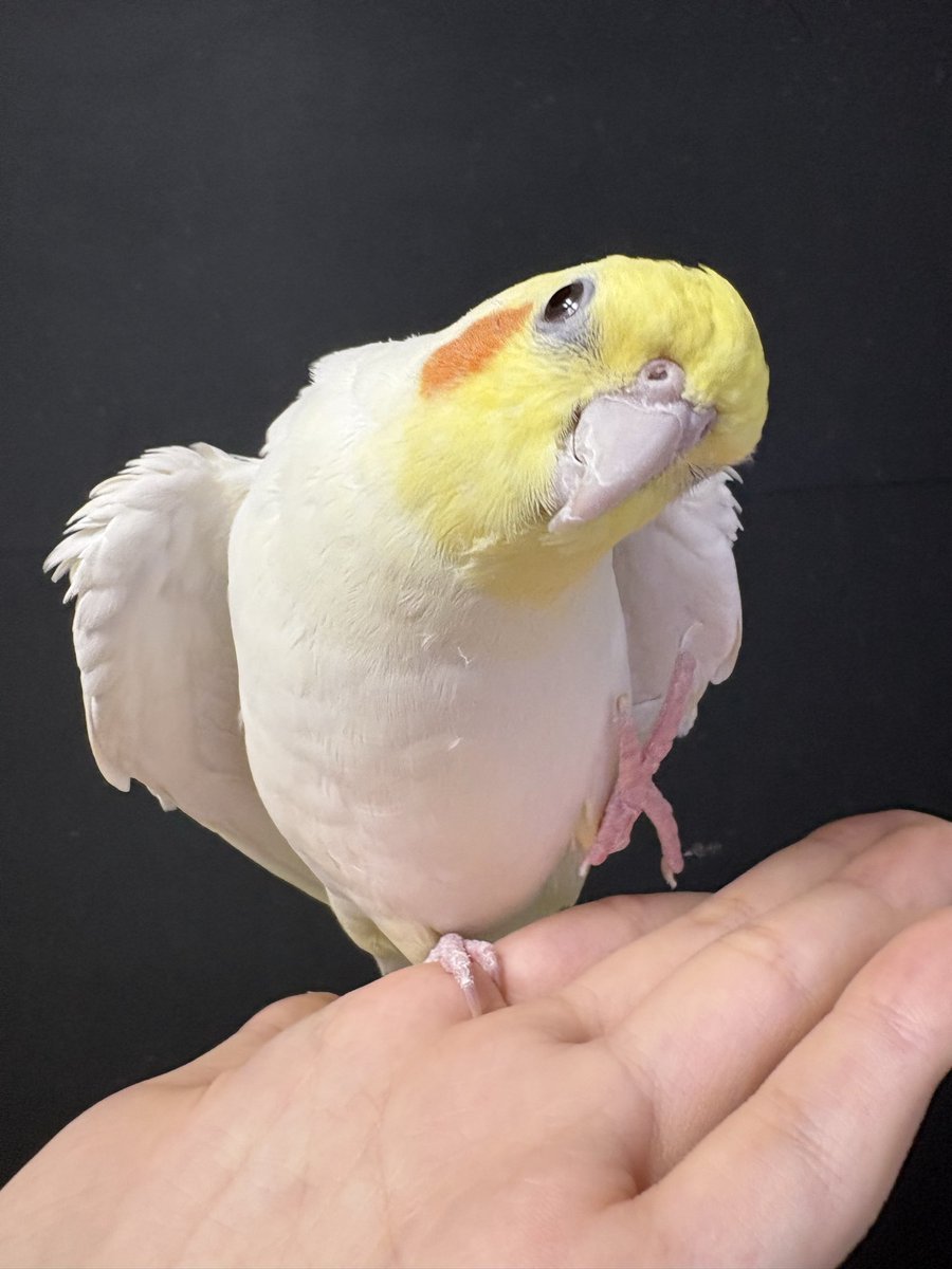 Flying Banana tweet media