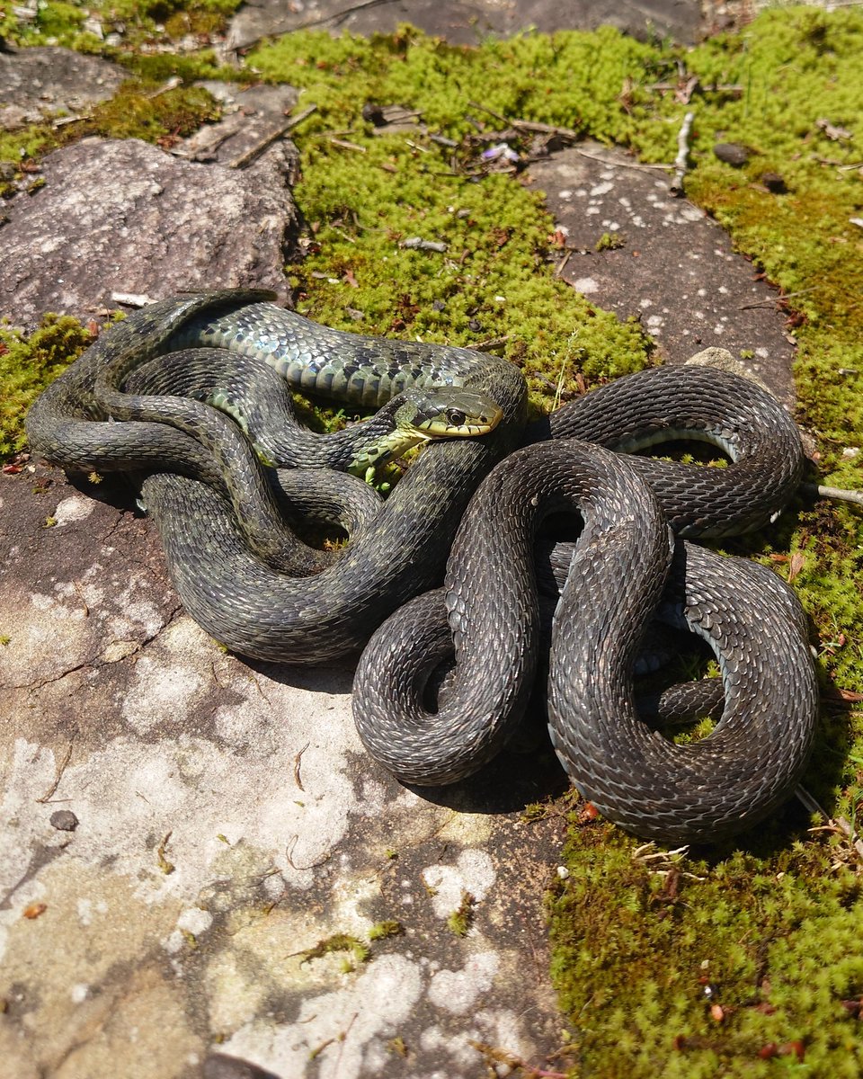 Gro-🐍 (ﾏﾑｼ Love💕) tweet media