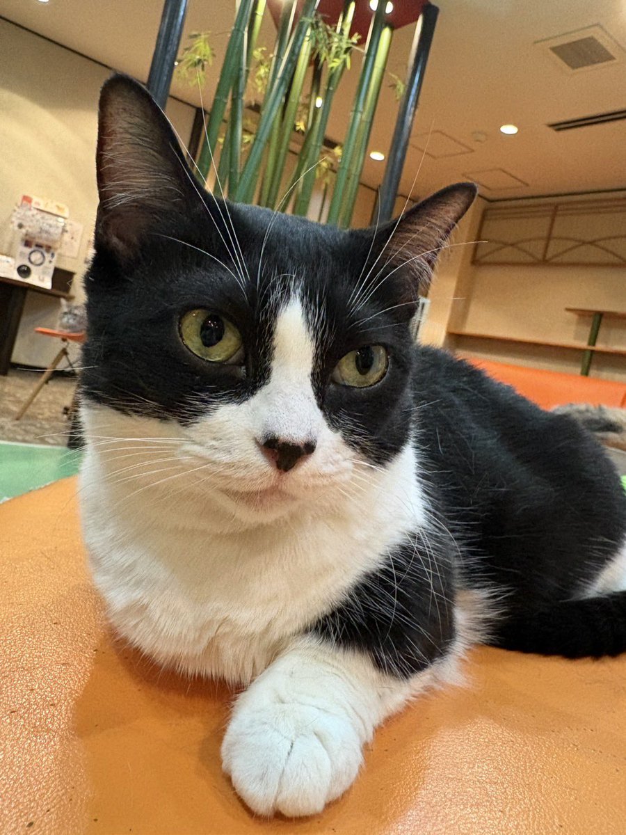 ３月２７日発送　チョゲピ様 おねんね中のチョビさん🐱 ⁡#猫カフェ心猫 #奈良 #マンチカン #チョビ