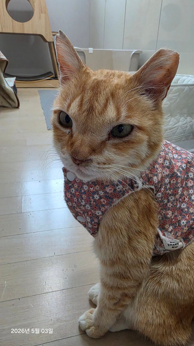 쏠티네나비랑돌비와봄비 tweet media