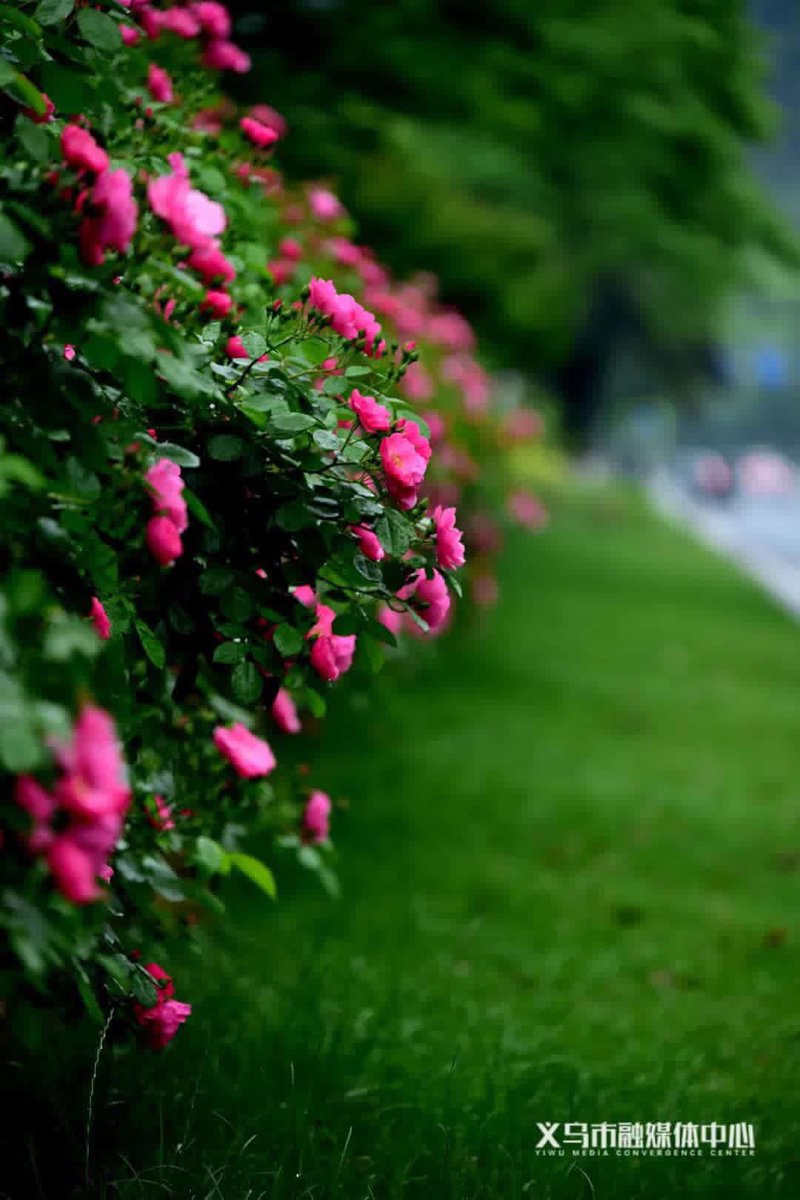 Charming Yiwu tweet media