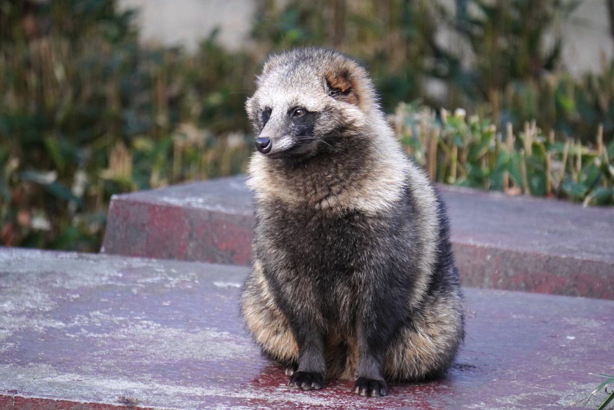 私、タヌキの見守り手 #ホンドタヌキ #たぬき 東山動植物園