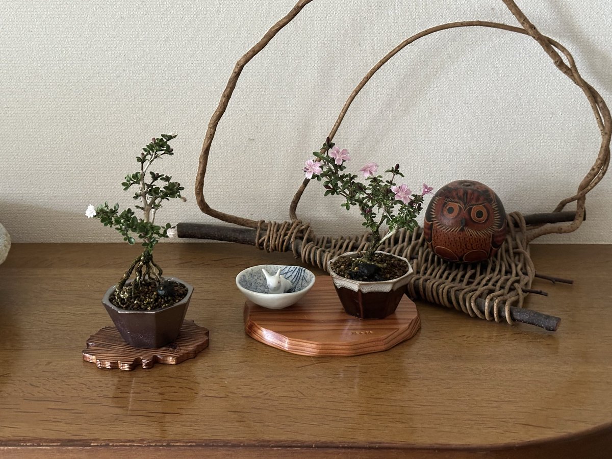 FireGenuine's tweet photo. ３月に剪定と植替えを行った白丁花が開花したので、玄関に飾ってみました🌸

#盆栽 #白丁花 #八重白丁花 #斑入り白丁花 #紫龍 https://t.co/Cg4JK2sI2N