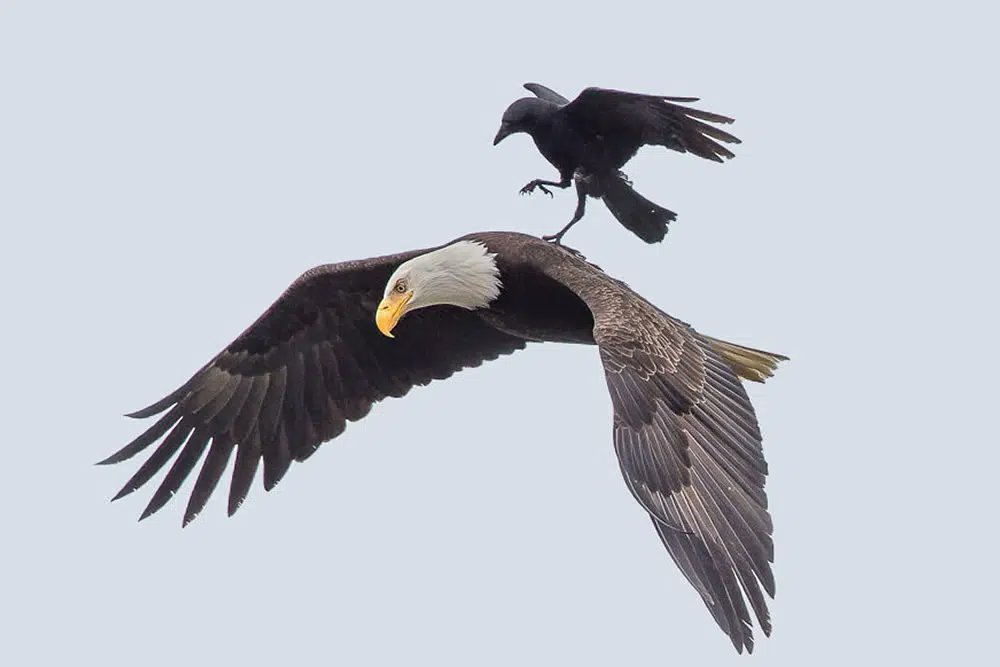 RKS1231740's tweet photo. FREEDOM !!!! https://t.co/ZjQbLeueRP