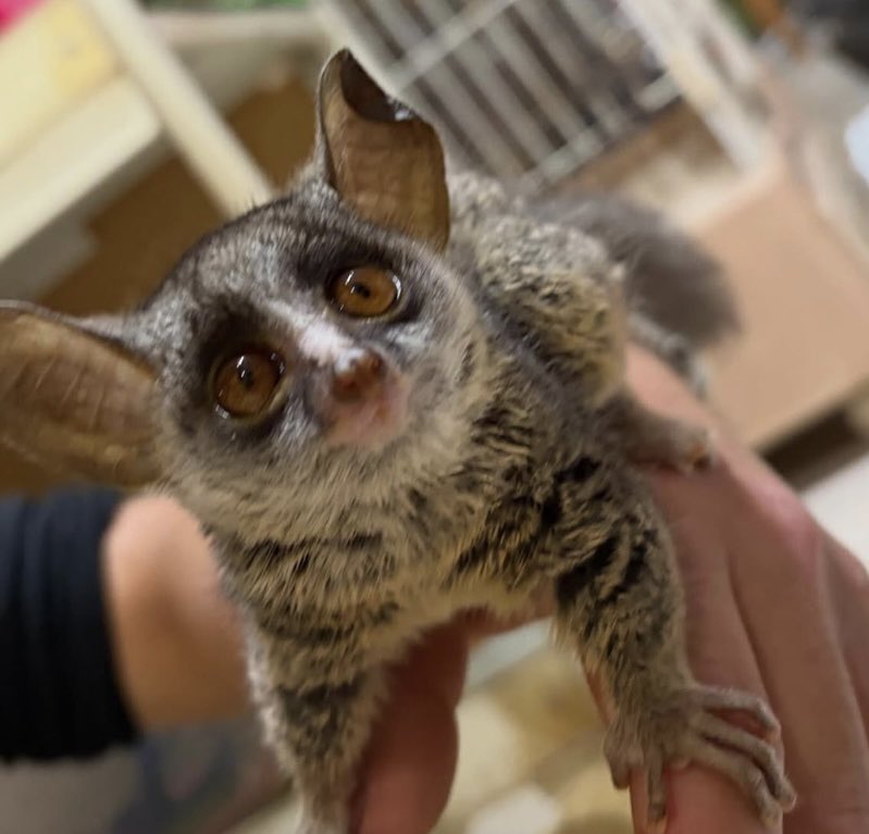 茨城県阿見町＊ふれあい動物園あにま tweet media