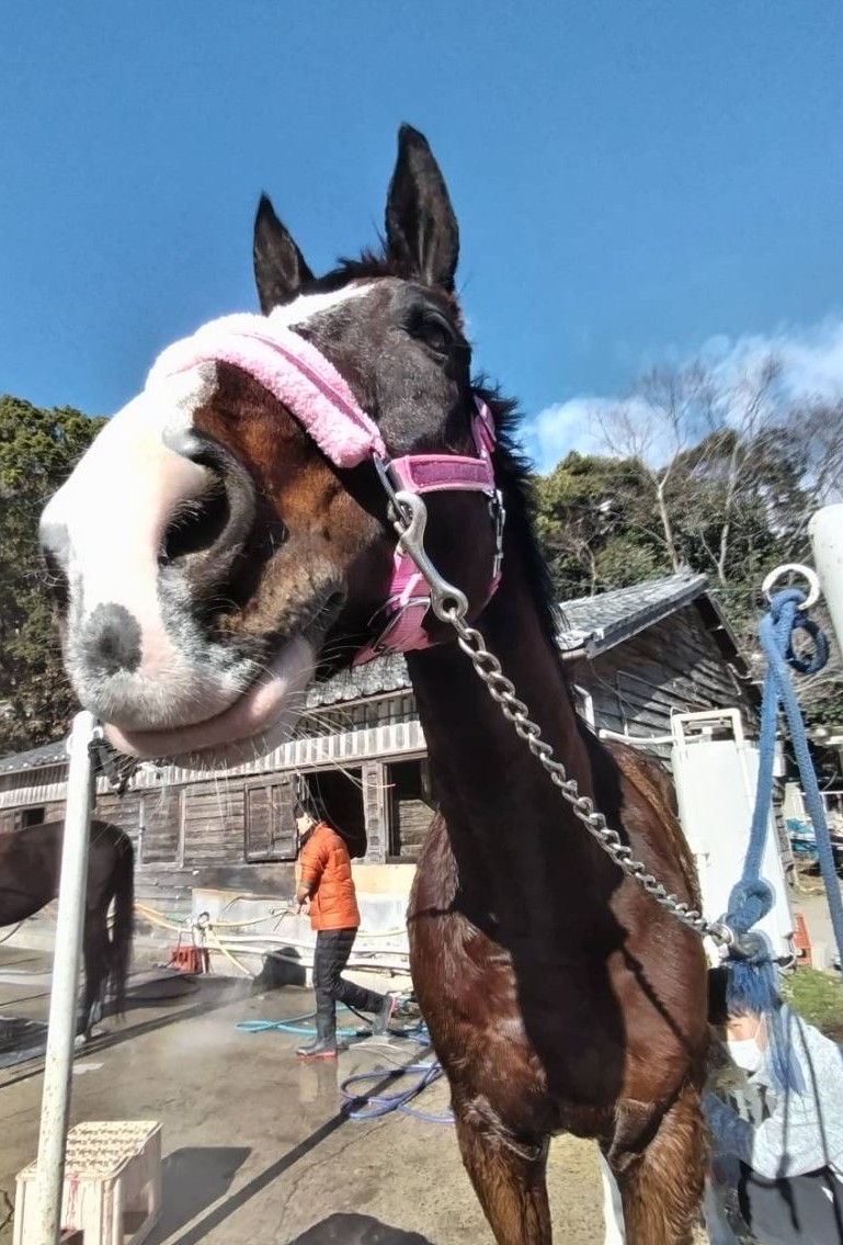 ShindaiBajutsu's tweet photo. 【️HAPPY BIRTHDAY！】
本日5月3日は馬術部のエース、クロマメの13歳の誕生日です！
明日、明後日も大会でマメちゃんが活躍しますので応援よろしくお願いします！ https://t.co/Dp4eCMIYXa