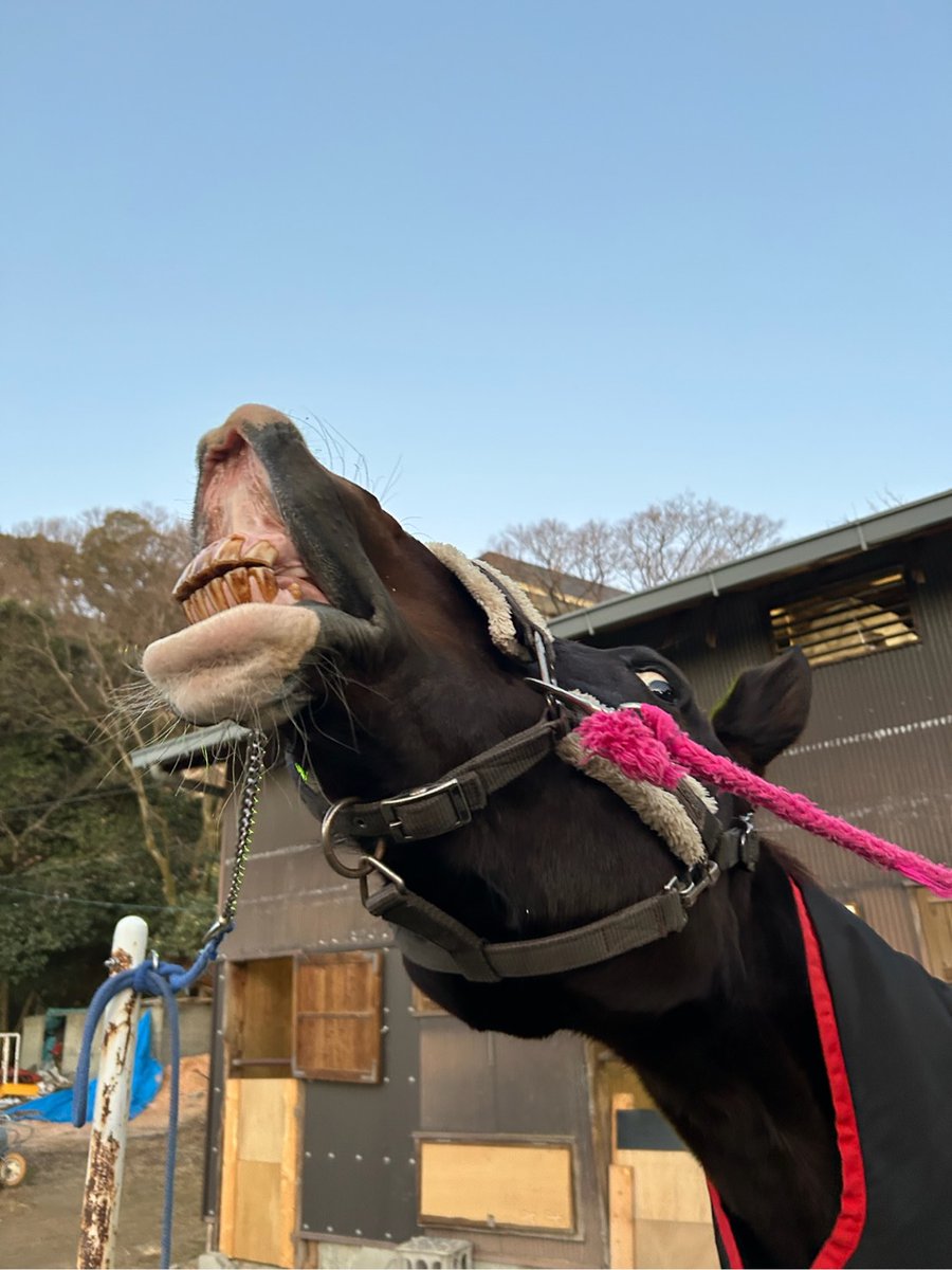 ShindaiBajutsu's tweet photo. 【️HAPPY BIRTHDAY！】
本日5月3日は馬術部のエース、クロマメの13歳の誕生日です！
明日、明後日も大会でマメちゃんが活躍しますので応援よろしくお願いします！ https://t.co/Dp4eCMIYXa