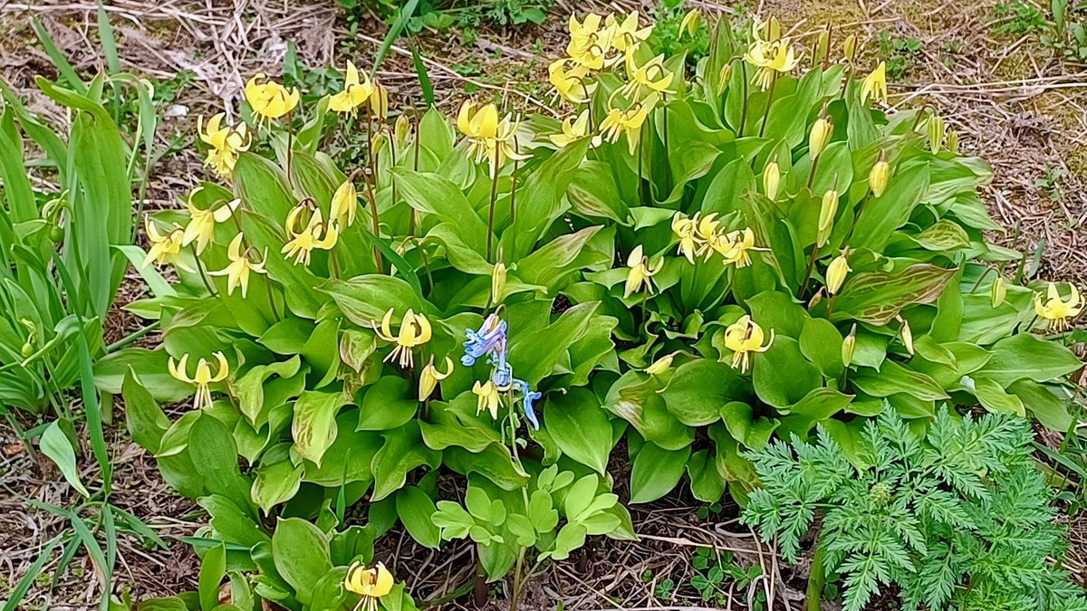 家の花壇　水仙と一部のチューリップが咲き始めました。黄花カタクリとエゾエンゴサクは最盛期かな?
そろそろ花壇の雑草始末しないとね(..;)