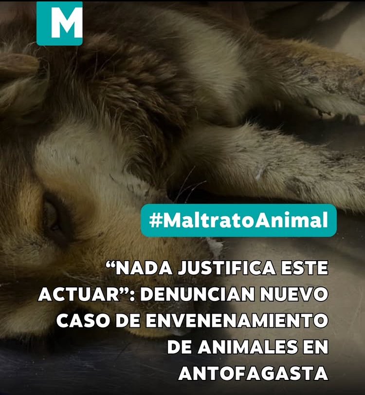 manecita06's tweet photo. Esto fue como hace un mes! Es terrible el abandono y maltrato animal en el norte ! Antofagasta! @muniantof cuando modificamos las leyes? @Camara_cl @Senado_Chile @GobiernodeChile RT https://t.co/ojQzqR3Ua4
