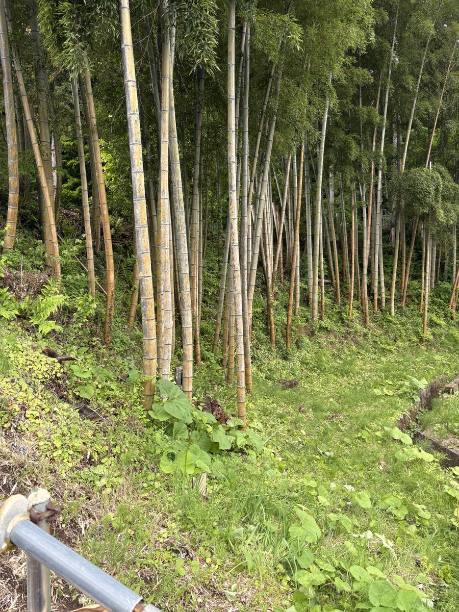 Kiyo.H tweet media