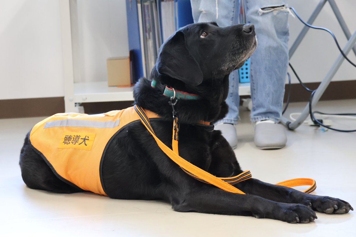 （公式）公益社団法人　日本聴導犬推進協会 tweet media
