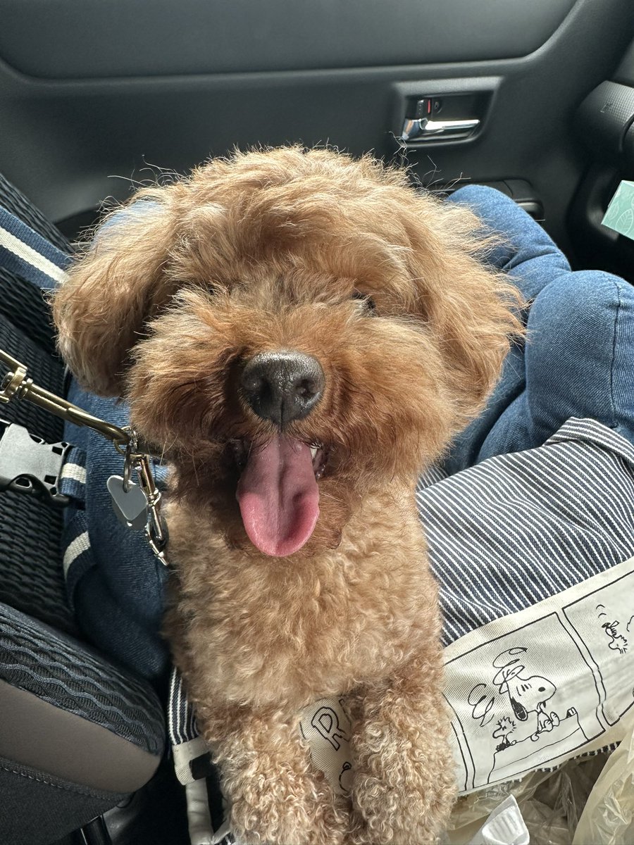 るびぃ&あんでぃ(🐩Ruby&🐩Andy) tweet media