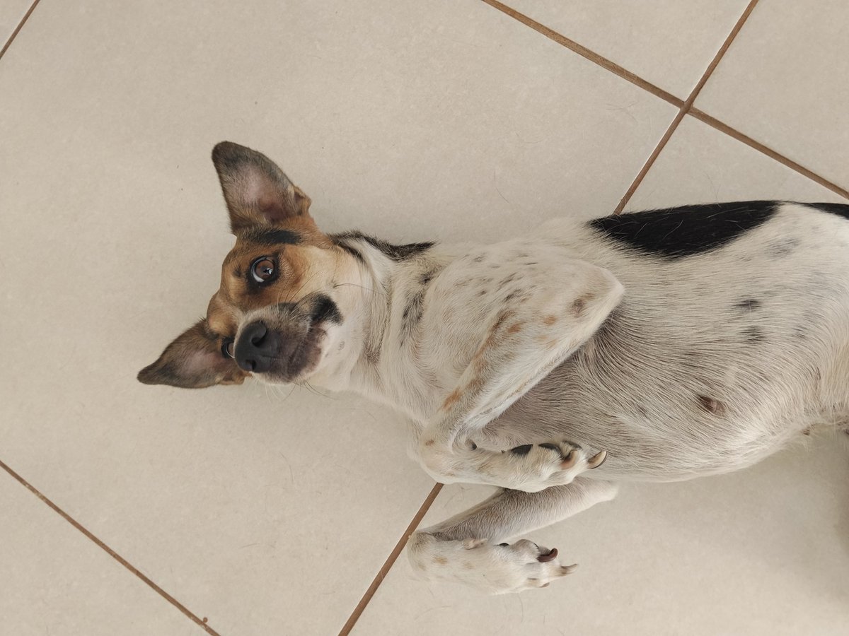 Se eu ainda tô saindo de casa e conversando com alguma alguém sem me estressar diariamente é porque faço tudo isso com ela, maluco por conversar diariamente com um cachorro talvez, mas o outro humano da casa tá cada dia mais insuportável