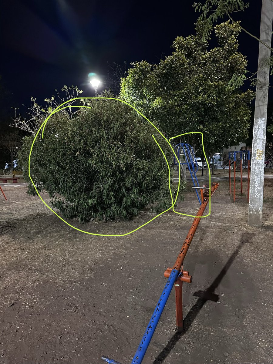 MemoVazque's tweet photo. @municipio_leon @atencionaleon @AleGutierrez_mx @Proteccion_leon pueden podar o quitar este arbusto, ya que imposibilita el uso de la resbaladilla, así como el correcto, cuidado de los niños por la falta de visión está ubicado en el parque la alameda entre Ulises Macías y oxígeno https://t.co/bEndTsETOA