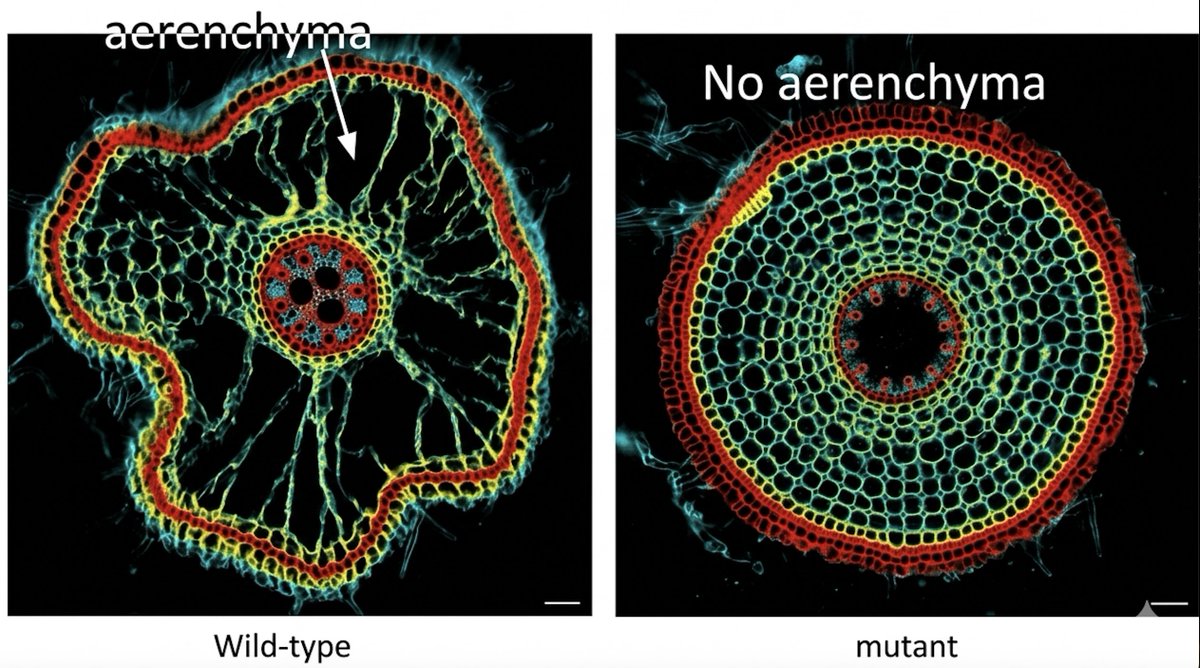 adeelzafarpbg's tweet image. Stay tuned for an exciting story from my postdoc work, where we identified a key regulator of drought-induced cortical aerenchyma formation in #Rice. Root #aerenchyma helps plants cope with both drought and flooding by reducing root metabolic costs and improving O2 movement @irri