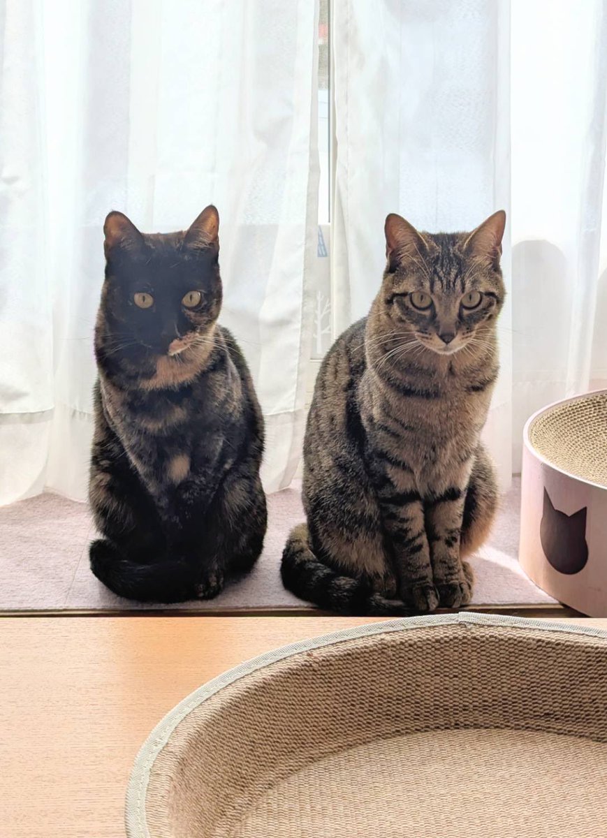 ごんねこ tweet media