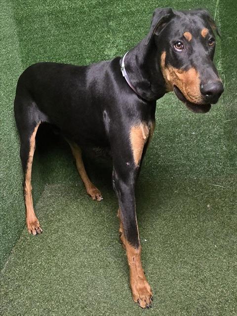 LancasterAnimalShelt tweet media
