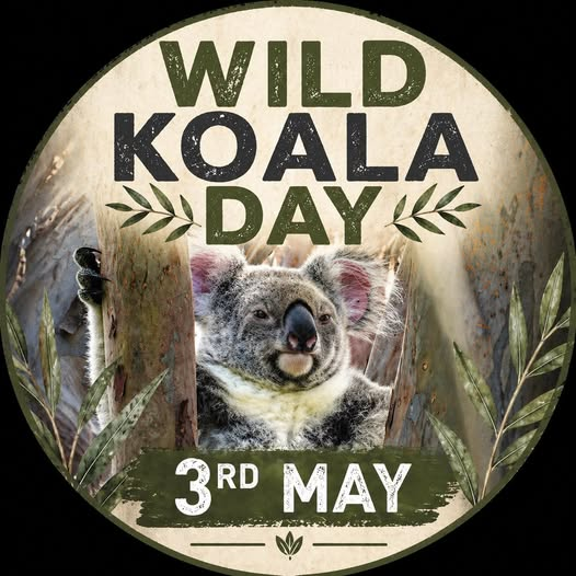 Cheryl3666's tweet photo. It's #Wildkoaladay #May3rd #WKD
Our 10th Anniversary! https://t.co/CJHAHow41B