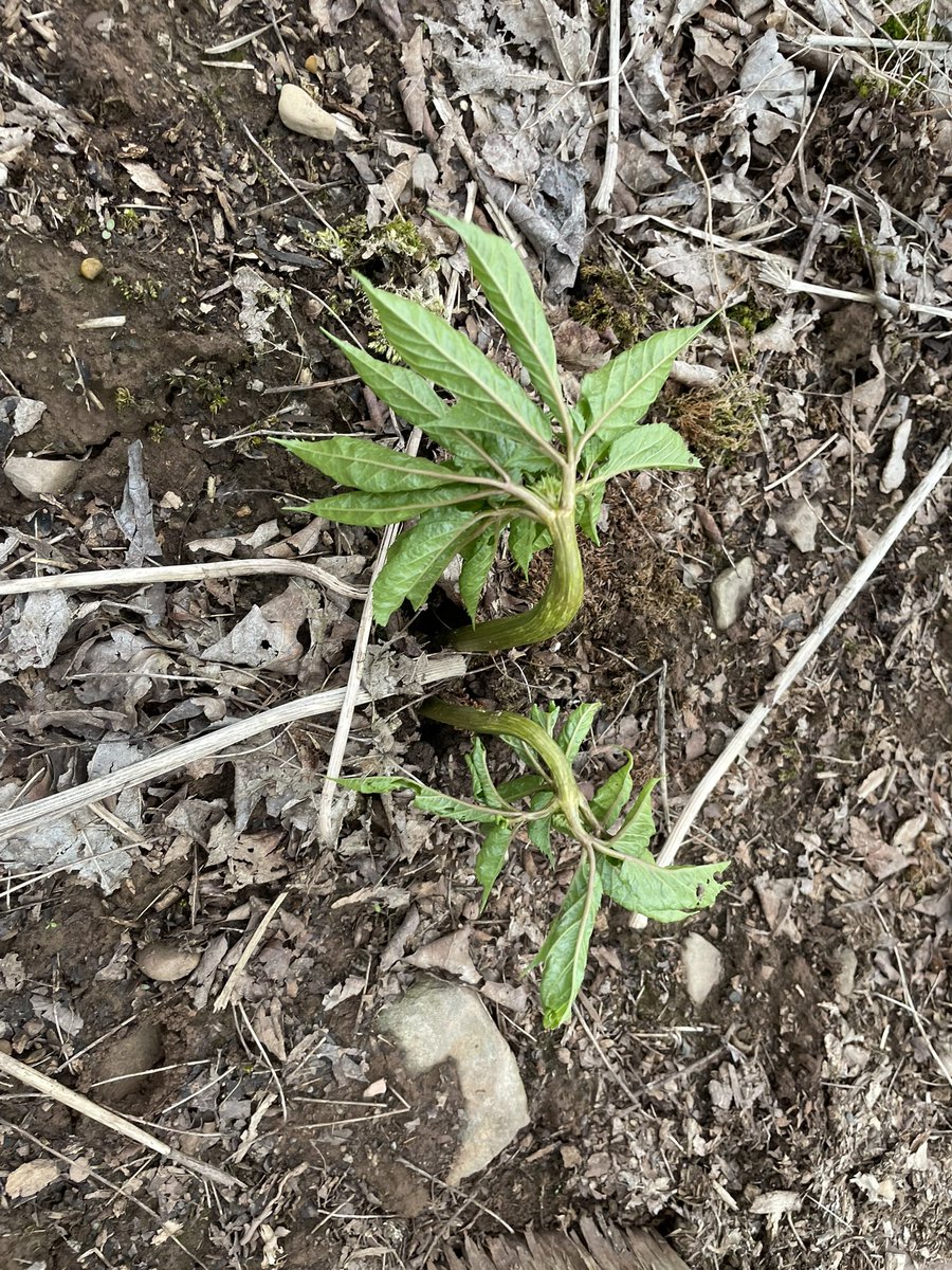ChenangoBango76's tweet image. Love seeing #Ginseng come up. Last to come up. First to go down. #NYGinsengIsTheBestGinseng