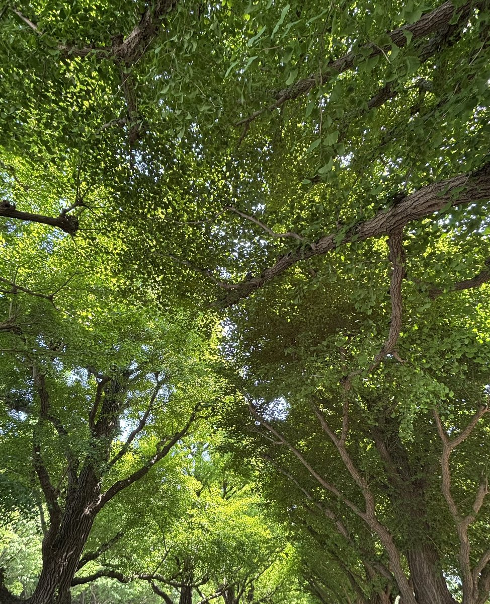 こんにちはー！

みどりふさふさ日曜日🌳🌳✨
今日は自分の予定をいろいろとクリアしていく日！強風予報なので飛ばされないように気をつけましょう🌪️

みなさま、良きランチ&amp;午後を〜💐
#水桐けいと
#いつもの朝